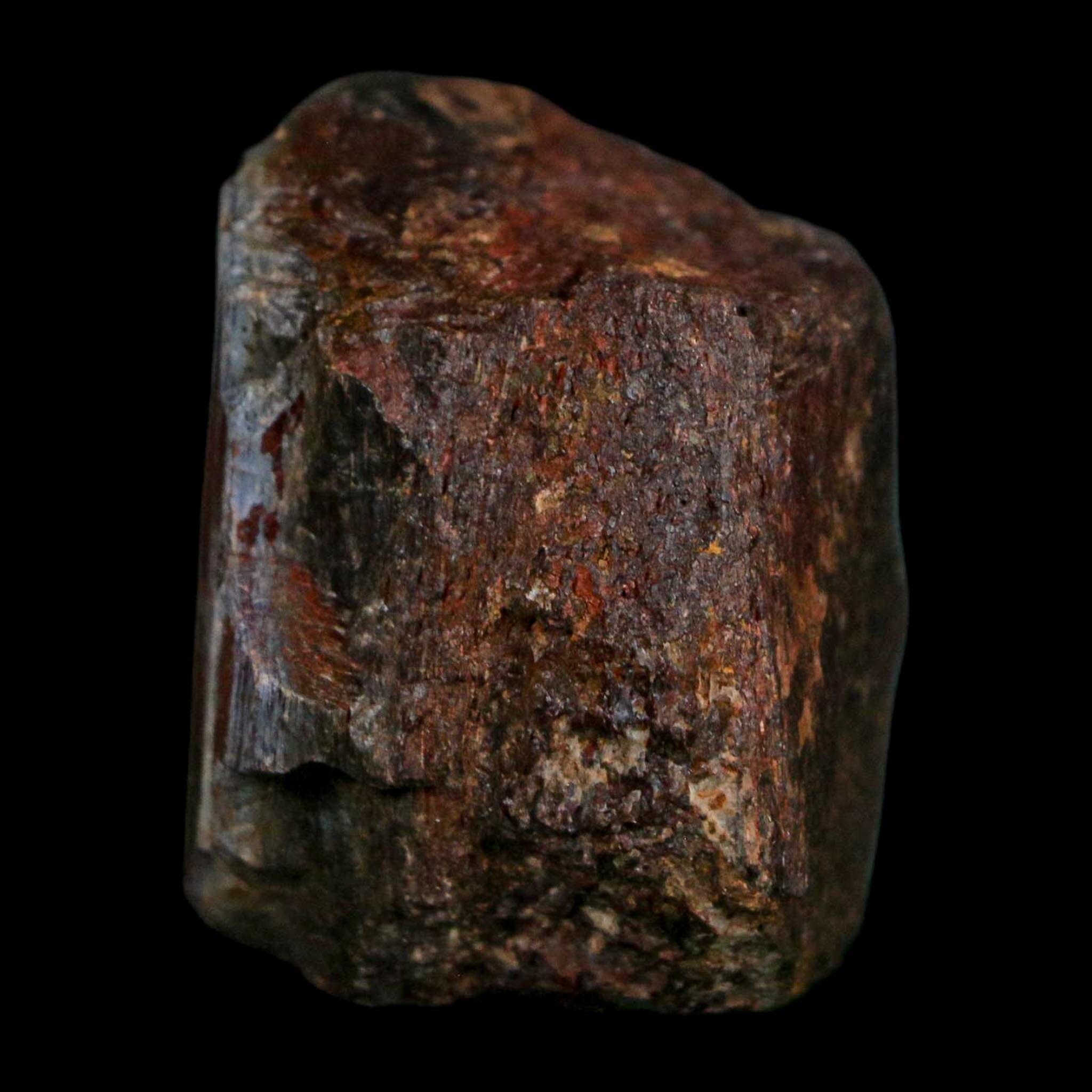 1.6" Camarasaurus Dinosaur Fossil Rib Morrison FM CO Jurassic Age COA Stand - Fossil Age Minerals