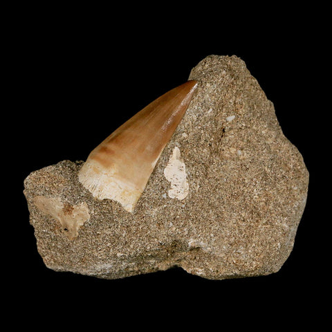 1.6" Mosasaur Prognathodon Fossil Tooth In Matrix Cretaceous Dinosaur Era COA - Fossil Age Minerals