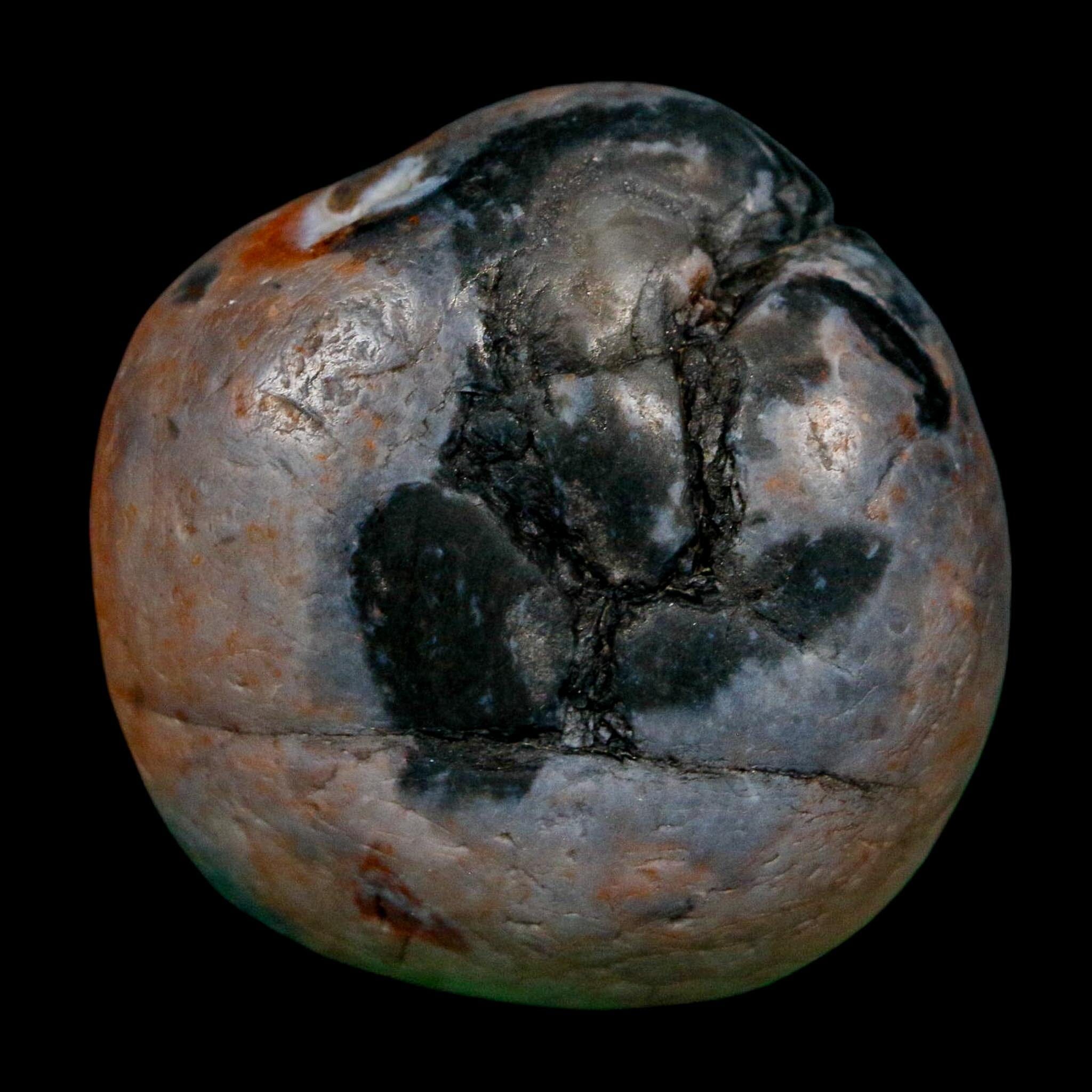 1.7" Sauropod Dinosaur Stomach Stone Gastrolith Rock Gizzard Stone COA - Fossil Age Minerals