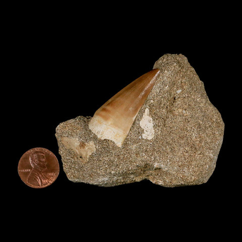1.6" Mosasaur Prognathodon Fossil Tooth In Matrix Cretaceous Dinosaur Era COA - Fossil Age Minerals