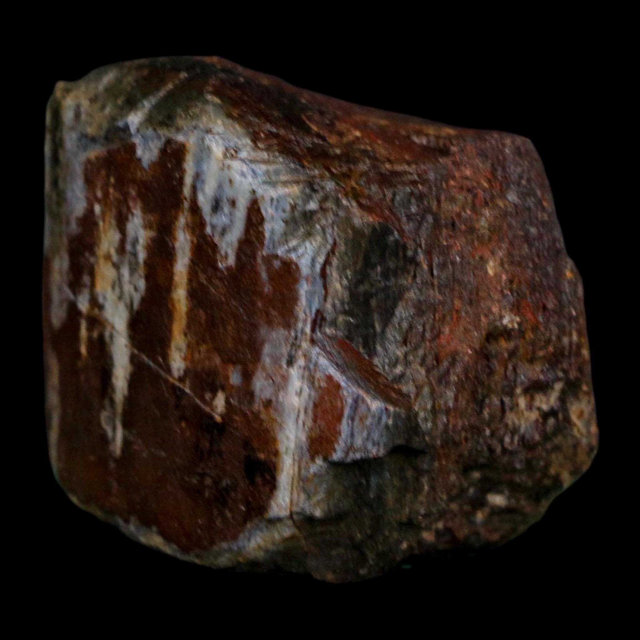 1.6" Camarasaurus Dinosaur Fossil Rib Morrison FM CO Jurassic Age COA Stand - Fossil Age Minerals