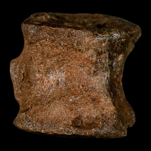 1" Brachylophosaurus Fossil Vertebrae Bone Cretaceous Dinosaur Judith River MT COA - Fossil Age Minerals