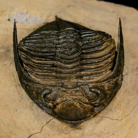 2.6" Zlichovaspis Rugosa Trilobite Fossil Morocco Devonian Age 400 Mil Yrs Old