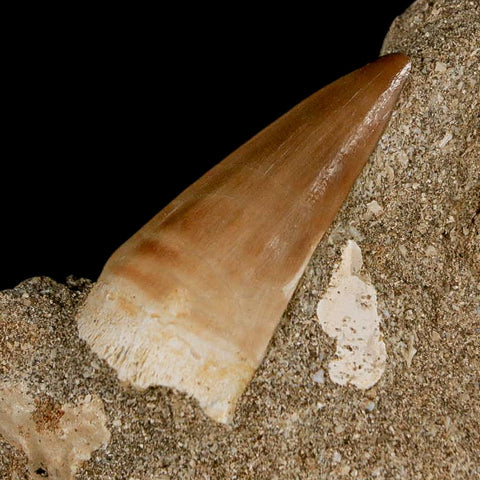 1.6" Mosasaur Prognathodon Fossil Tooth In Matrix Cretaceous Dinosaur Era COA - Fossil Age Minerals