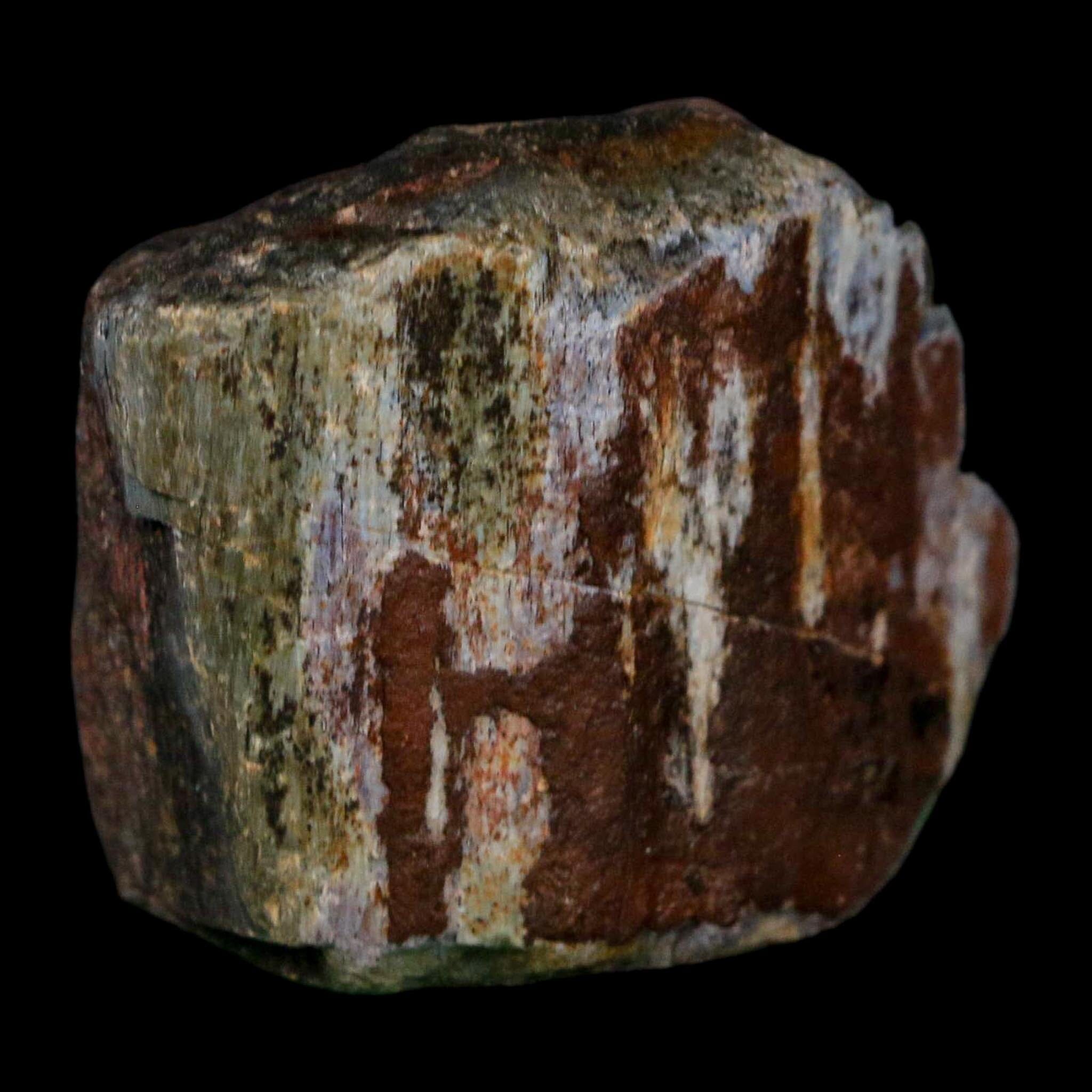 1.6" Camarasaurus Dinosaur Fossil Rib Morrison FM CO Jurassic Age COA Stand - Fossil Age Minerals