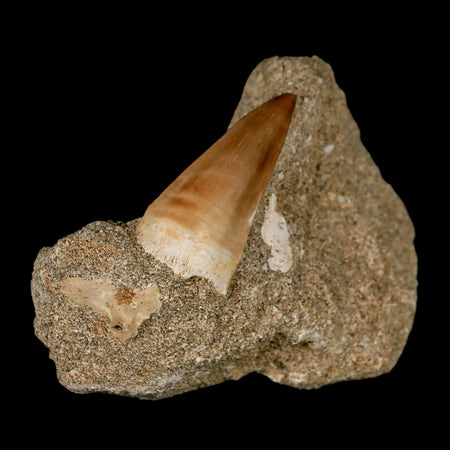 1.6" Mosasaur Prognathodon Fossil Tooth In Matrix Cretaceous Dinosaur Era COA