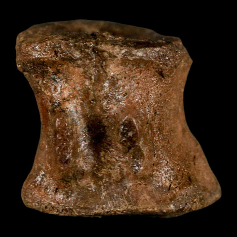 1" Brachylophosaurus Fossil Vertebrae Bone Cretaceous Dinosaur Judith River MT COA - Fossil Age Minerals