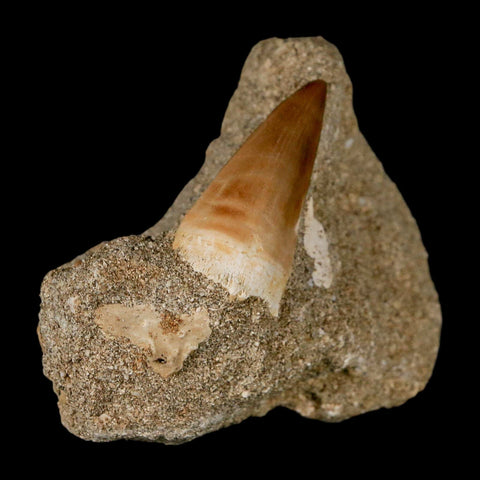 1.6" Mosasaur Prognathodon Fossil Tooth In Matrix Cretaceous Dinosaur Era COA - Fossil Age Minerals