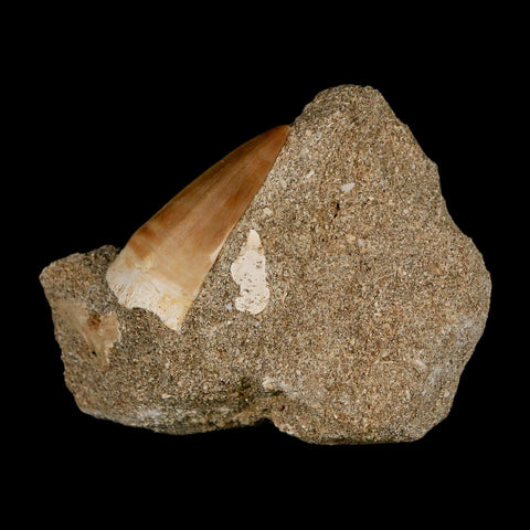 1.6" Mosasaur Prognathodon Fossil Tooth In Matrix Cretaceous Dinosaur Era COA - Fossil Age Minerals