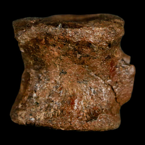 1" Brachylophosaurus Fossil Vertebrae Bone Cretaceous Dinosaur Judith River MT COA - Fossil Age Minerals