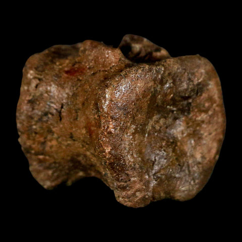 1" Brachylophosaurus Fossil Vertebrae Bone Cretaceous Dinosaur Judith River MT COA - Fossil Age Minerals