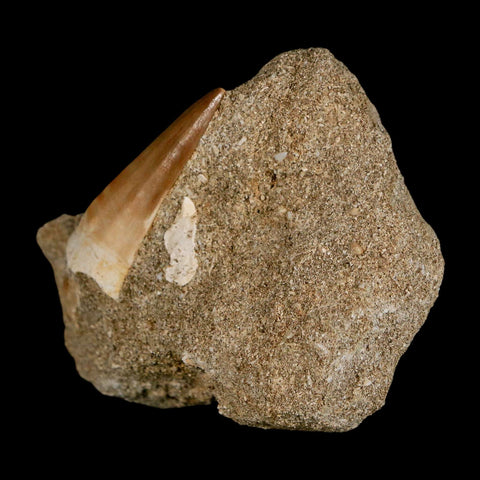 1.6" Mosasaur Prognathodon Fossil Tooth In Matrix Cretaceous Dinosaur Era COA - Fossil Age Minerals