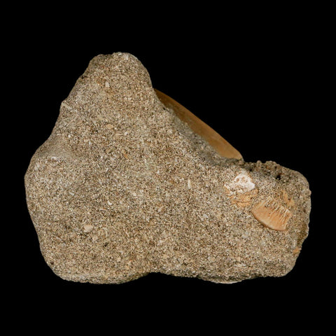 1.6" Mosasaur Prognathodon Fossil Tooth In Matrix Cretaceous Dinosaur Era COA - Fossil Age Minerals