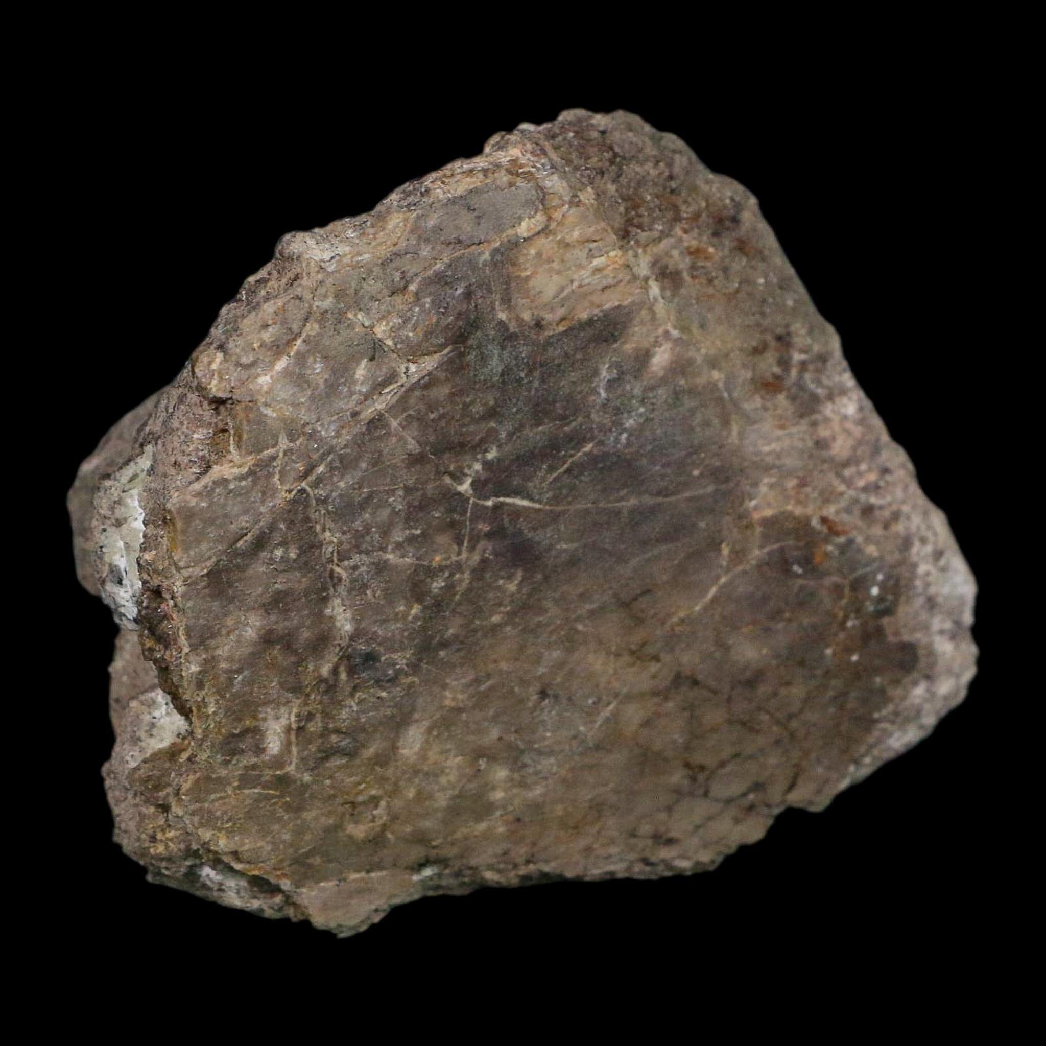 3.7" Camarasaurus Dinosaur Fossil Limb Bone Morrison FM CO Jurassic Age COA Stand - Fossil Age Minerals