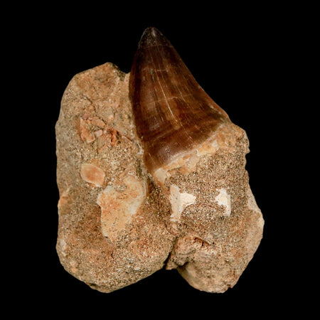 1.7" Mosasaur Prognathodon Fossil Tooth In Matrix Cretaceous Dinosaur Era COA