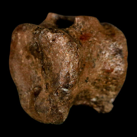 1" Brachylophosaurus Fossil Vertebrae Bone Cretaceous Dinosaur Judith River MT COA - Fossil Age Minerals