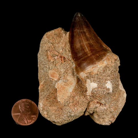 1.7" Mosasaur Prognathodon Fossil Tooth In Matrix Cretaceous Dinosaur Era COA - Fossil Age Minerals