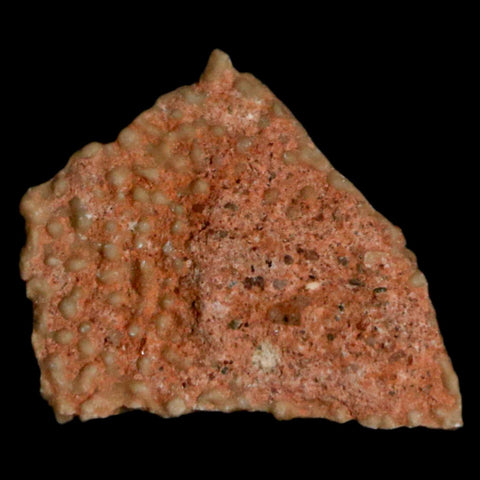 0.5" Megaloolithus Titanosaur Dinosaur Fossil Egg Shell Bouches Du Rhone France Display - Fossil Age Minerals