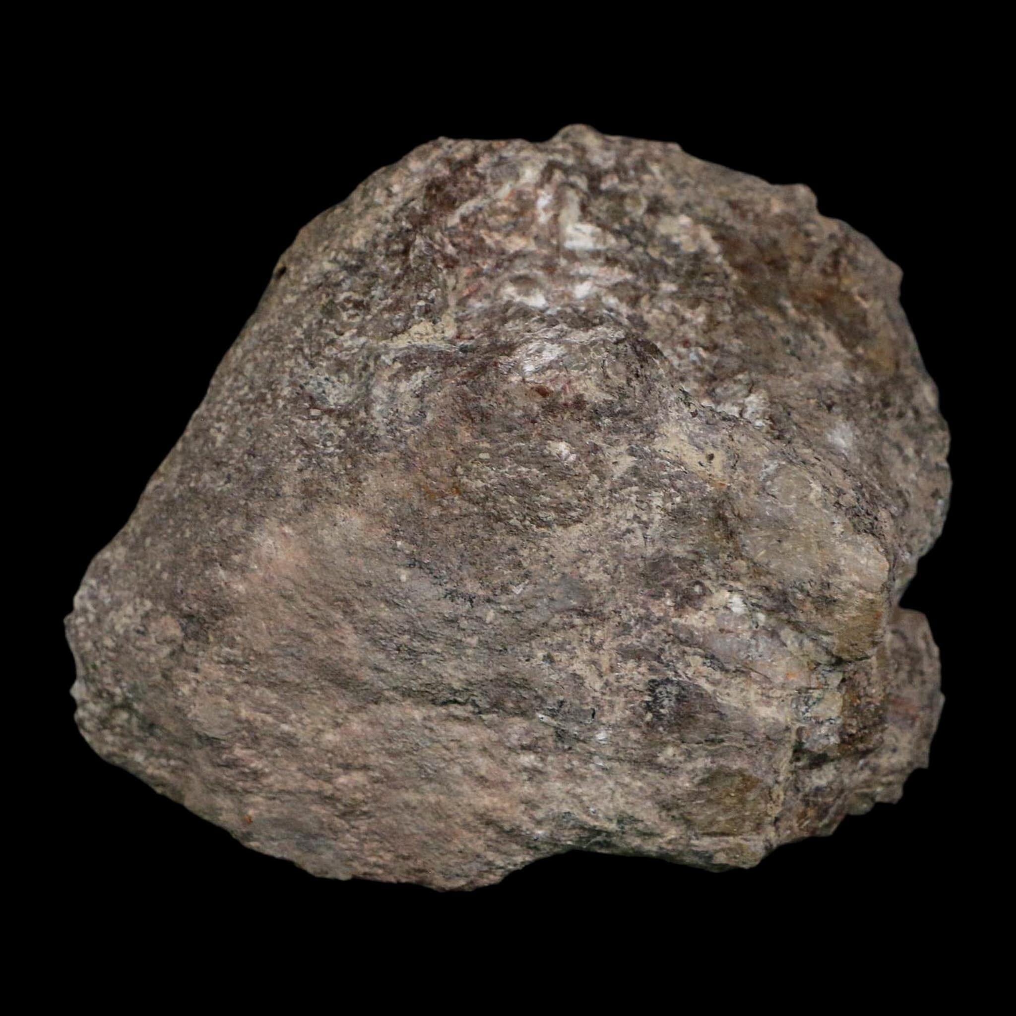 3.7" Camarasaurus Dinosaur Fossil Limb Bone Morrison FM CO Jurassic Age COA Stand - Fossil Age Minerals