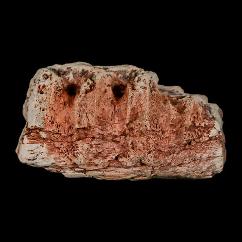 2.1" Triceratops Fossil Jaw Section Cretaceous Dinosaur Lance Creek FM MT COA - Fossil Age Minerals