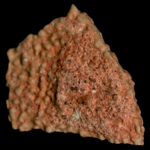 0.5" Megaloolithus Titanosaur Dinosaur Fossil Egg Shell Bouches Du Rhone France Display - Fossil Age Minerals