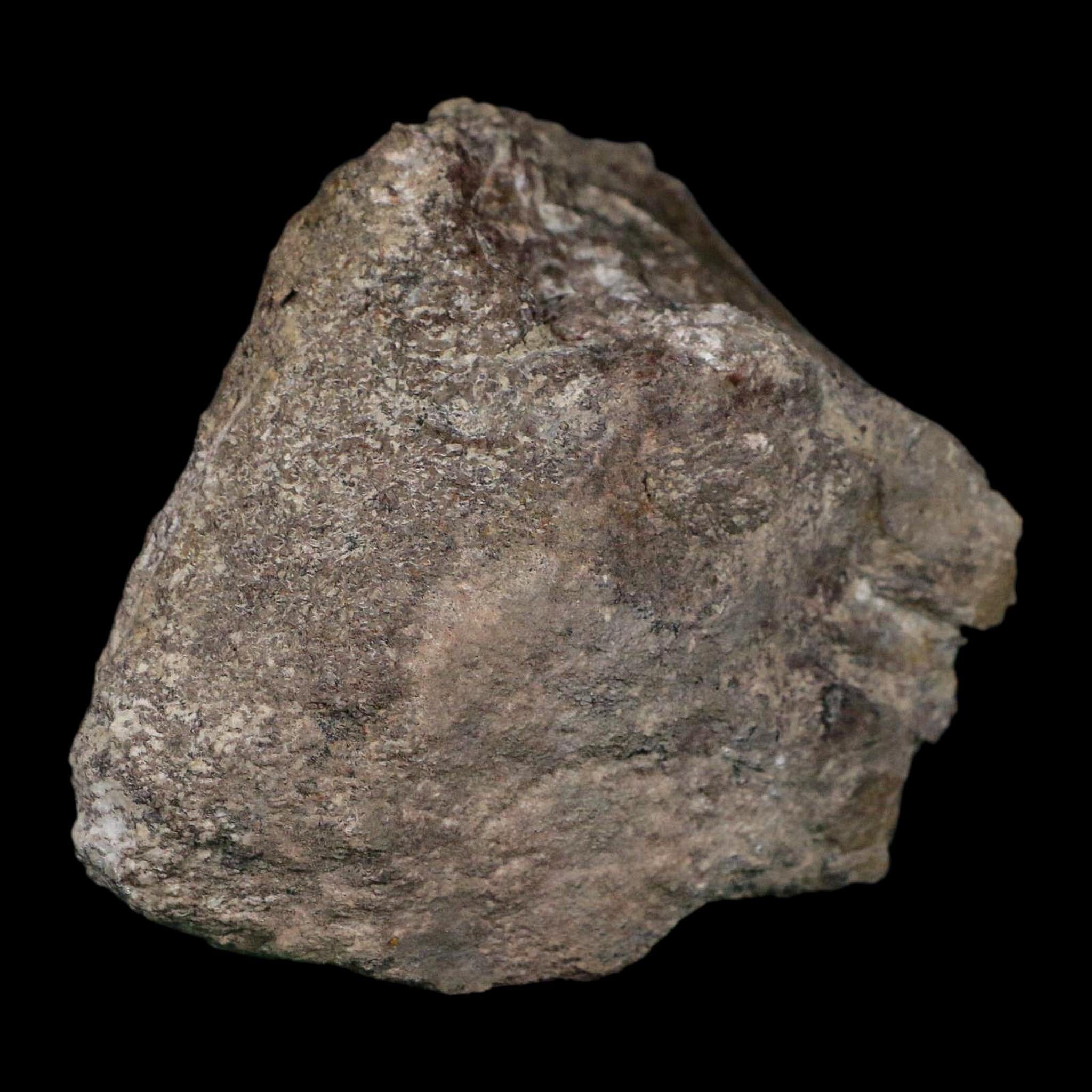 3.7" Camarasaurus Dinosaur Fossil Limb Bone Morrison FM CO Jurassic Age COA Stand - Fossil Age Minerals