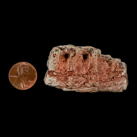 2.1" Triceratops Fossil Jaw Section Cretaceous Dinosaur Lance Creek FM MT COA - Fossil Age Minerals