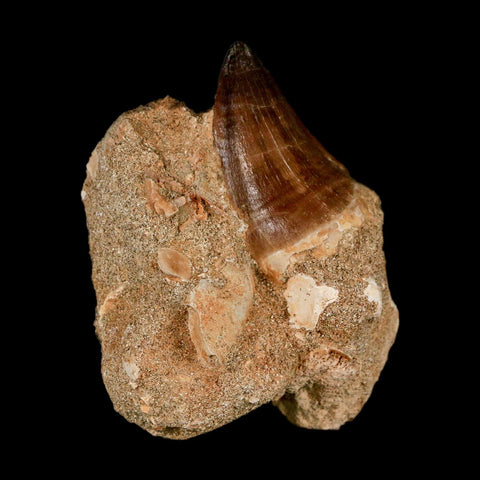 1.7" Mosasaur Prognathodon Fossil Tooth In Matrix Cretaceous Dinosaur Era COA - Fossil Age Minerals