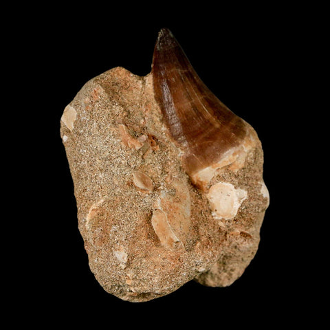 1.7" Mosasaur Prognathodon Fossil Tooth In Matrix Cretaceous Dinosaur Era COA - Fossil Age Minerals