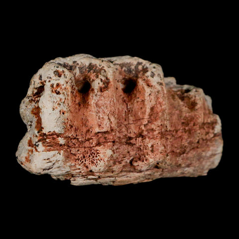 2.1" Triceratops Fossil Jaw Section Cretaceous Dinosaur Lance Creek FM MT COA - Fossil Age Minerals