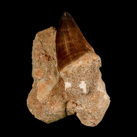 1.7" Mosasaur Prognathodon Fossil Tooth In Matrix Cretaceous Dinosaur Era COA - Fossil Age Minerals