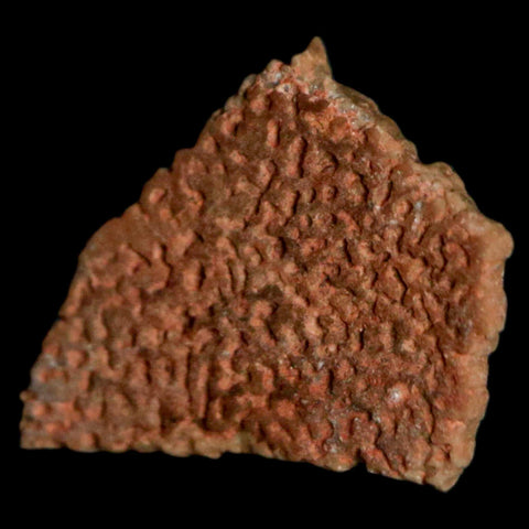 0.5" Megaloolithus Titanosaur Dinosaur Fossil Egg Shell Bouches Du Rhone France Display - Fossil Age Minerals