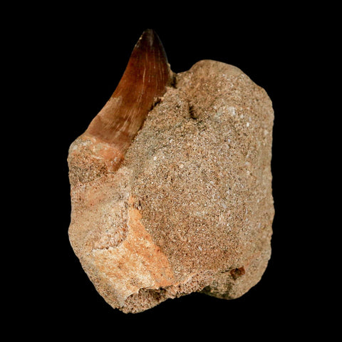 1.7" Mosasaur Prognathodon Fossil Tooth In Matrix Cretaceous Dinosaur Era COA - Fossil Age Minerals