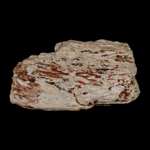 2.1" Triceratops Fossil Jaw Section Cretaceous Dinosaur Lance Creek FM MT COA - Fossil Age Minerals