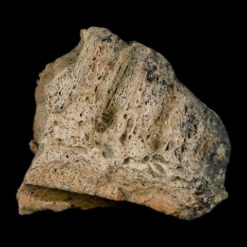 1.5" Triceratops Fossil Jaw Section Cretaceous Dinosaur Lance Creek FM MT COA - Fossil Age Minerals