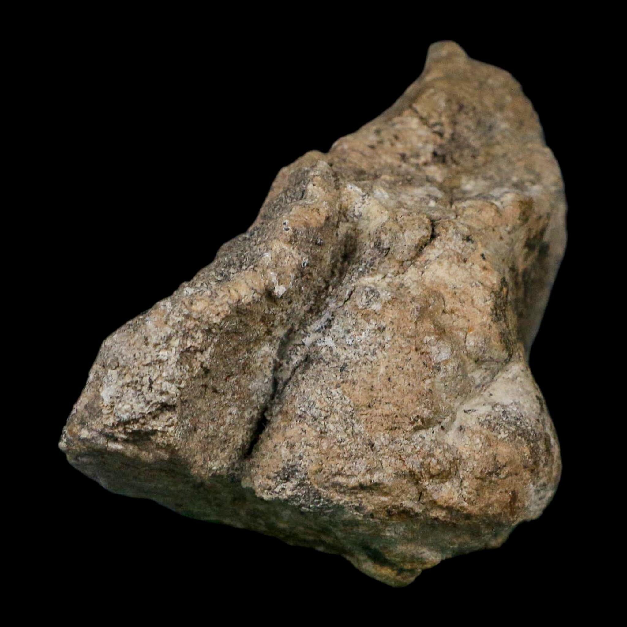 5.3" Camarasaurus Dinosaur Fossil Limb Bone Morrison FM CO Jurassic Age COA Stand - Fossil Age Minerals