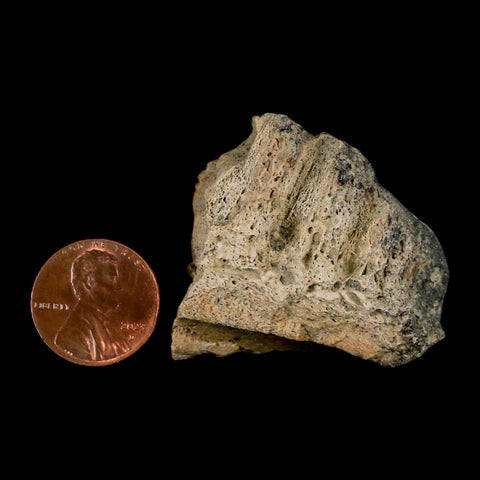 1.5" Triceratops Fossil Jaw Section Cretaceous Dinosaur Lance Creek FM MT COA - Fossil Age Minerals