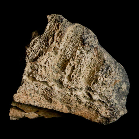 1.5" Triceratops Fossil Jaw Section Cretaceous Dinosaur Lance Creek FM MT COA - Fossil Age Minerals