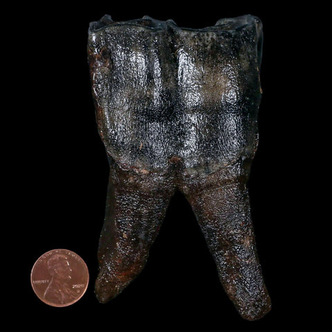 3.8" Woolly Rhinoceros Fossil Rooted Tooth Pleistocene Age Megafauna Russia COA - Fossil Age Minerals