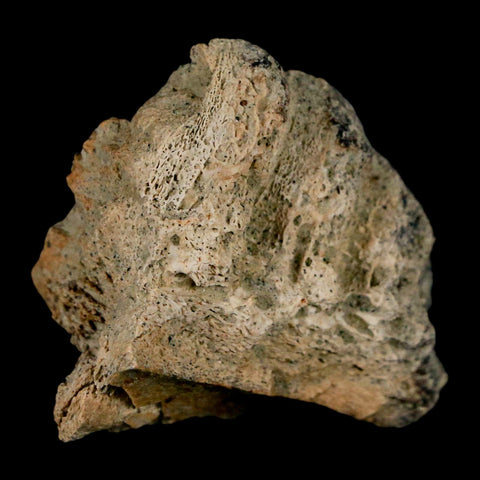 1.5" Triceratops Fossil Jaw Section Cretaceous Dinosaur Lance Creek FM MT COA - Fossil Age Minerals