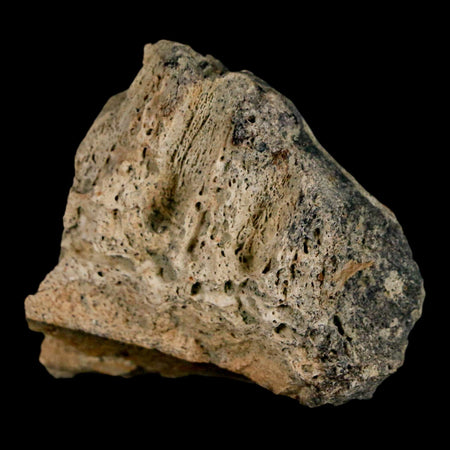 1.5" Triceratops Fossil Jaw Section Cretaceous Dinosaur Lance Creek FM MT COA