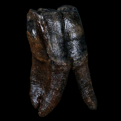 3.8" Woolly Rhinoceros Fossil Rooted Tooth Pleistocene Age Megafauna Russia COA - Fossil Age Minerals