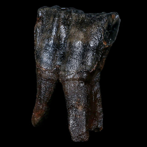 3.8" Woolly Rhinoceros Fossil Rooted Tooth Pleistocene Age Megafauna Russia COA - Fossil Age Minerals