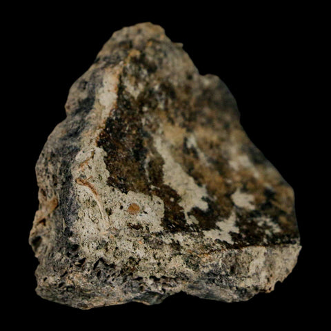 1.5" Triceratops Fossil Jaw Section Cretaceous Dinosaur Lance Creek FM MT COA - Fossil Age Minerals