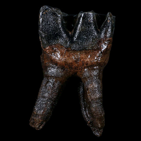 3.8" Woolly Rhinoceros Fossil Rooted Tooth Pleistocene Age Megafauna Russia COA