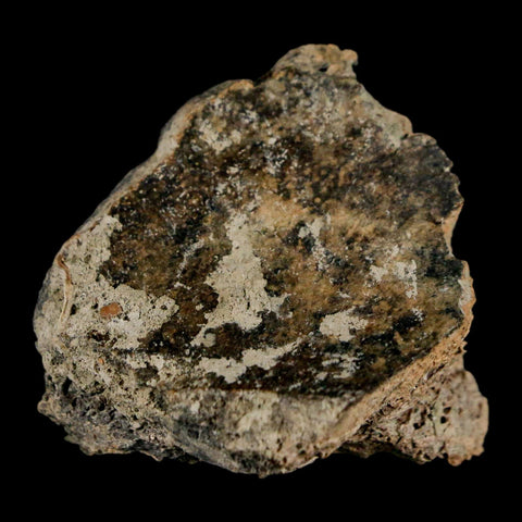 1.5" Triceratops Fossil Jaw Section Cretaceous Dinosaur Lance Creek FM MT COA - Fossil Age Minerals