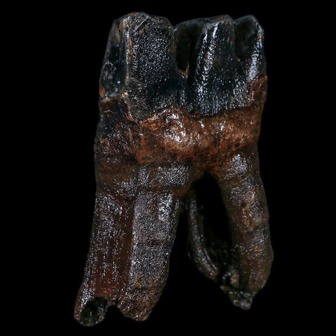 3.8" Woolly Rhinoceros Fossil Rooted Tooth Pleistocene Age Megafauna Russia COA - Fossil Age Minerals