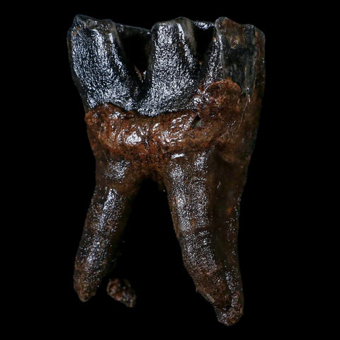 3.8" Woolly Rhinoceros Fossil Rooted Tooth Pleistocene Age Megafauna Russia COA - Fossil Age Minerals