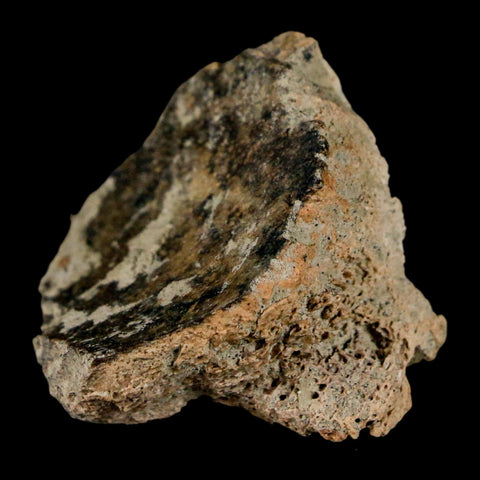 1.5" Triceratops Fossil Jaw Section Cretaceous Dinosaur Lance Creek FM MT COA - Fossil Age Minerals