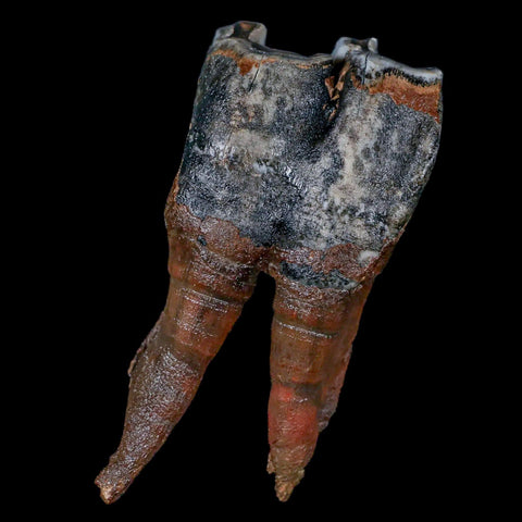 4.5" Woolly Rhinoceros Fossil Rooted Tooth Pleistocene Age Megafauna Russia COA - Fossil Age Minerals